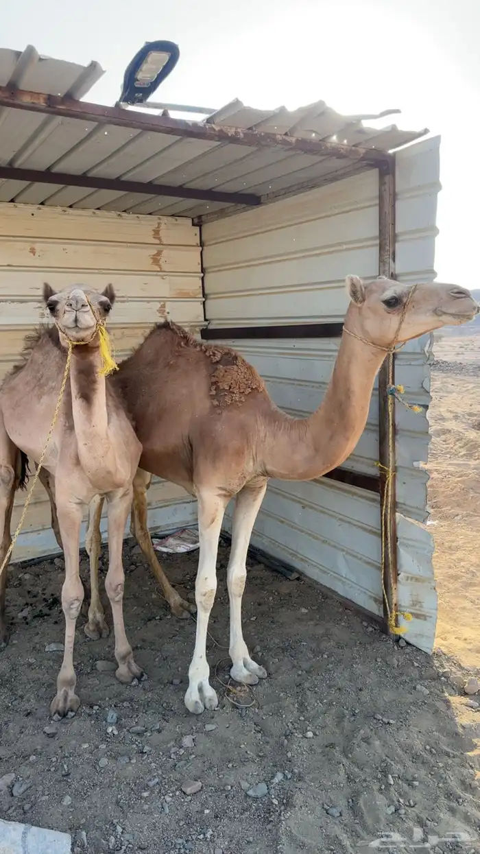 بكره حره للبيع 0