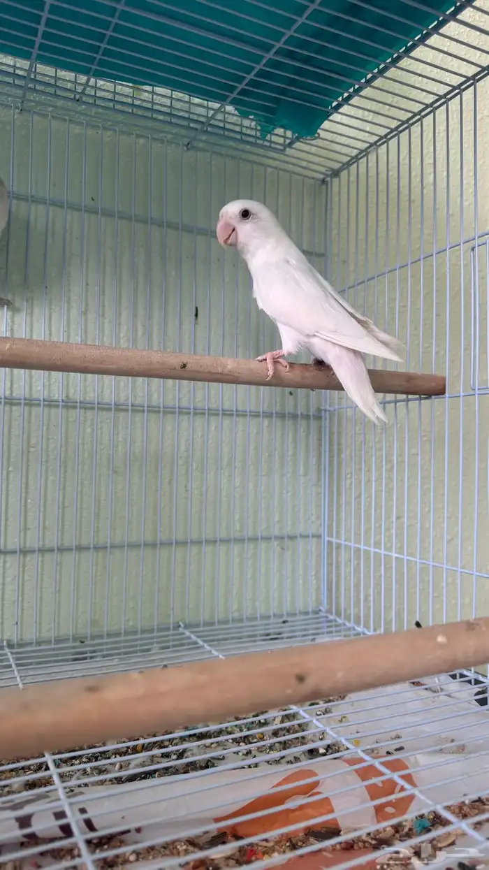 زوج روز منتج بشهادة 3