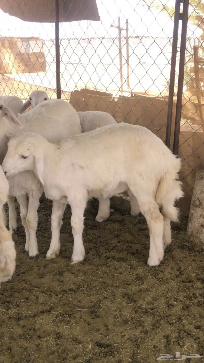 طلي للبيع حبصي شحم ولحم مغلقق 0