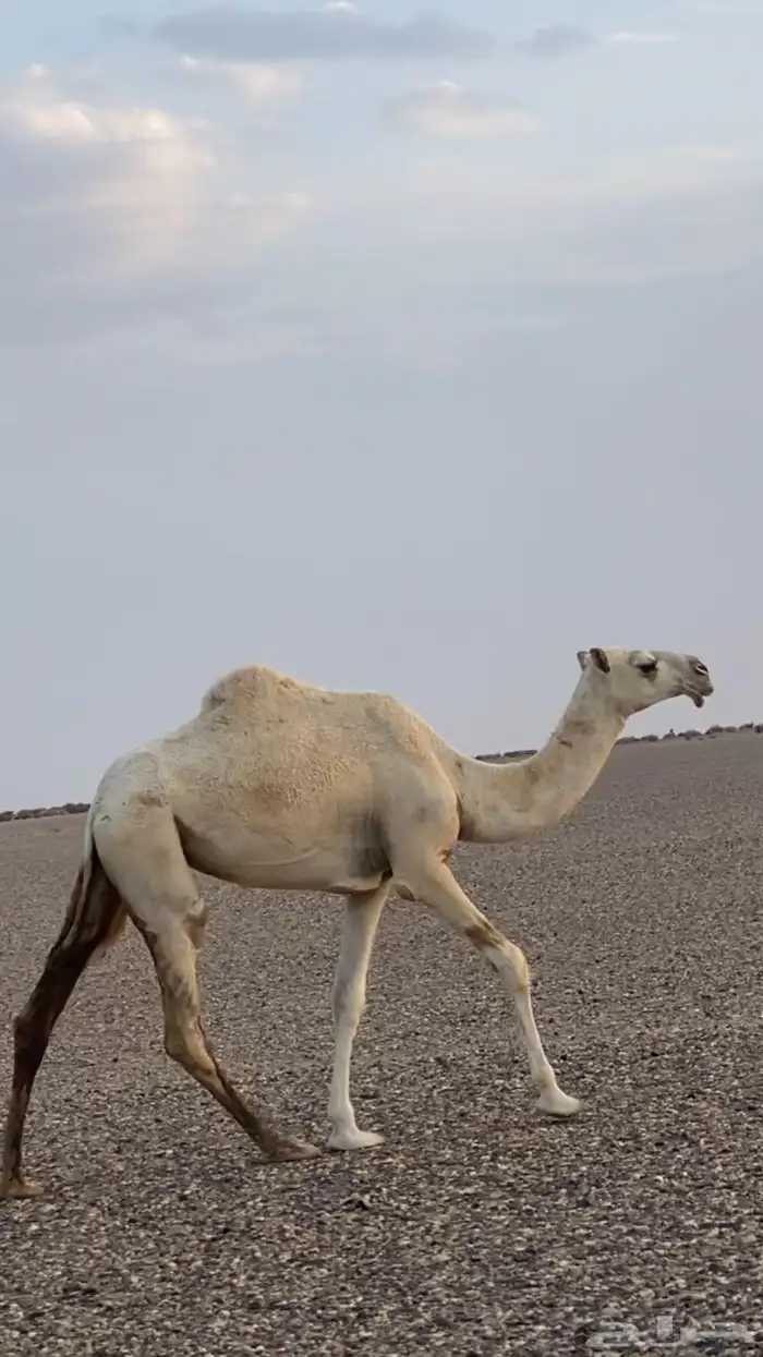 حقه عقابيه 0