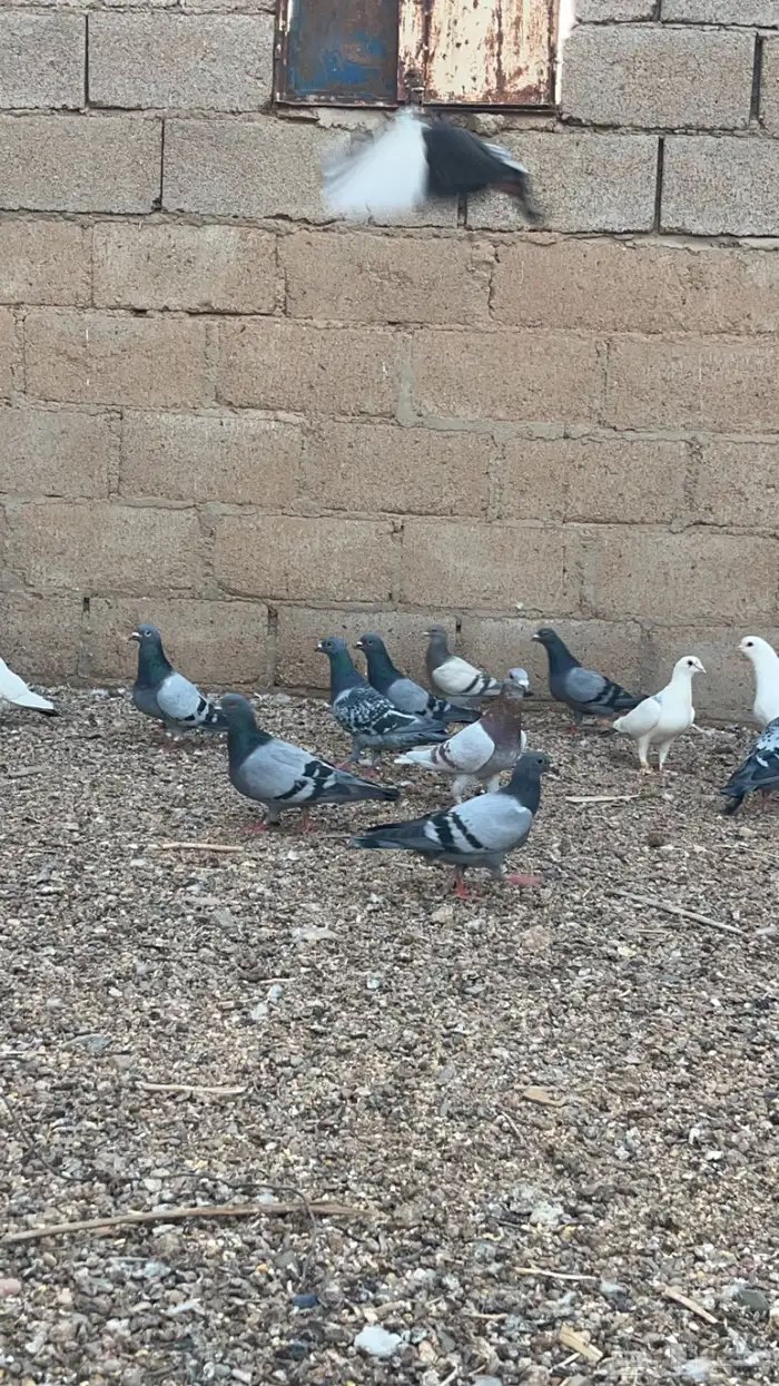 حمام فرنسي وزاجل 1