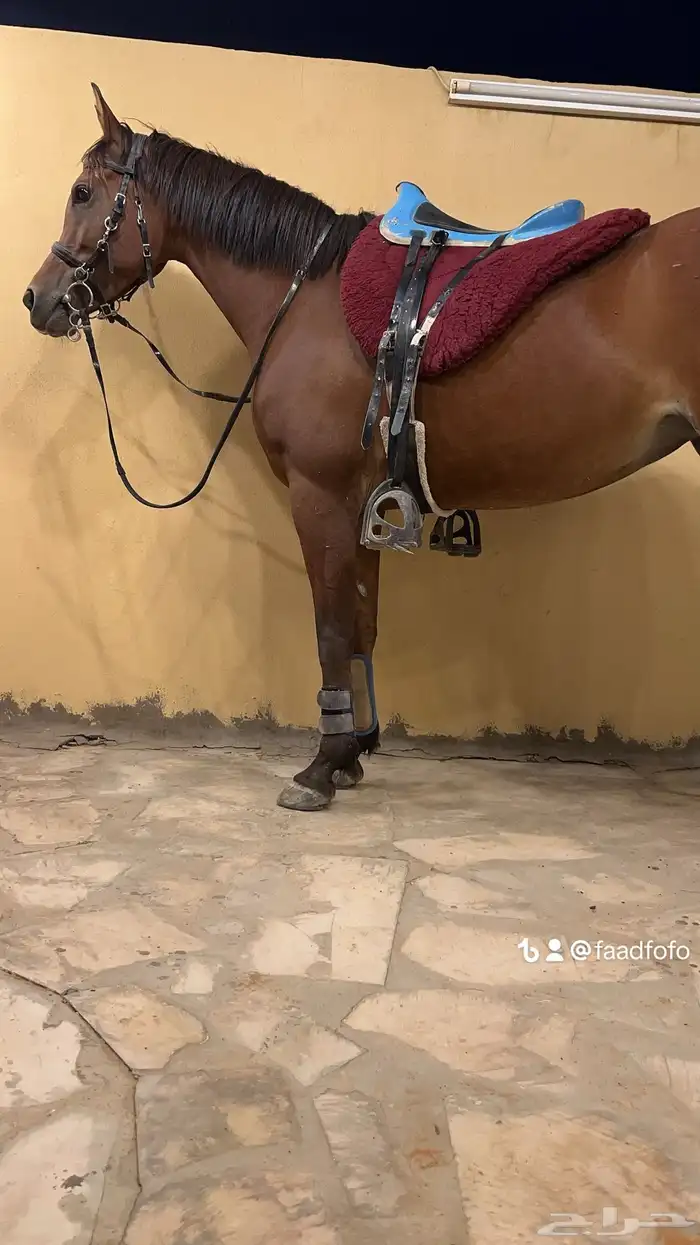 تدريب وتعليم ركوب الخيل و ايواء 1