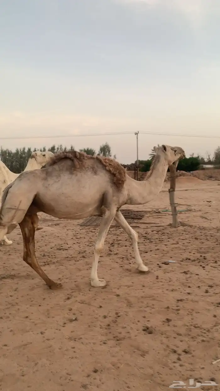 ناقه حايل 1