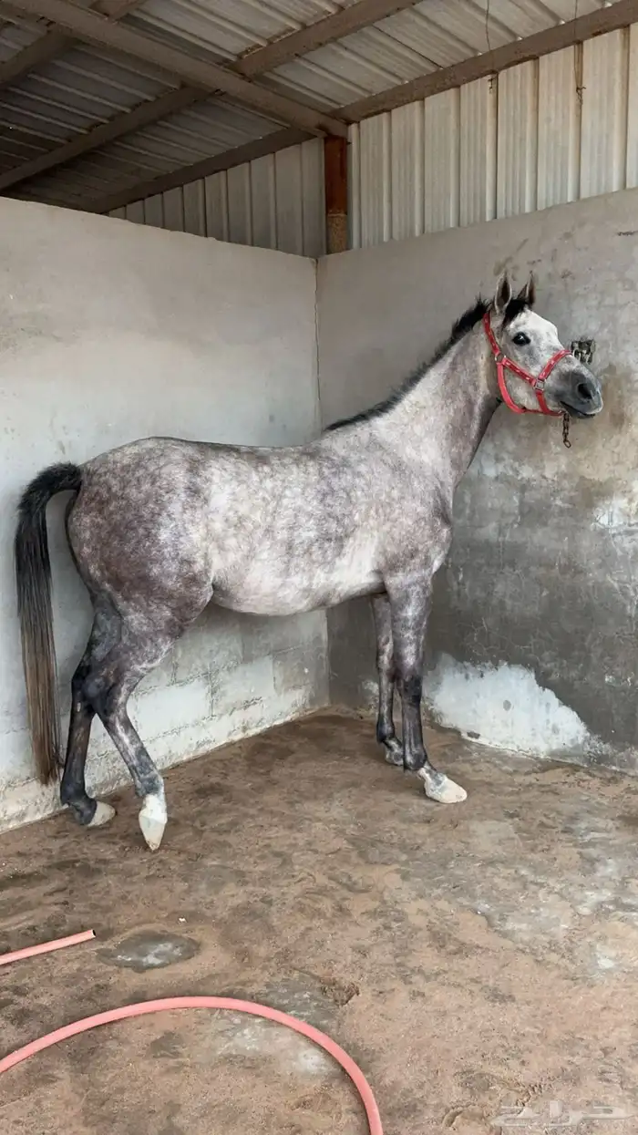 فرس عربية شعبية 1