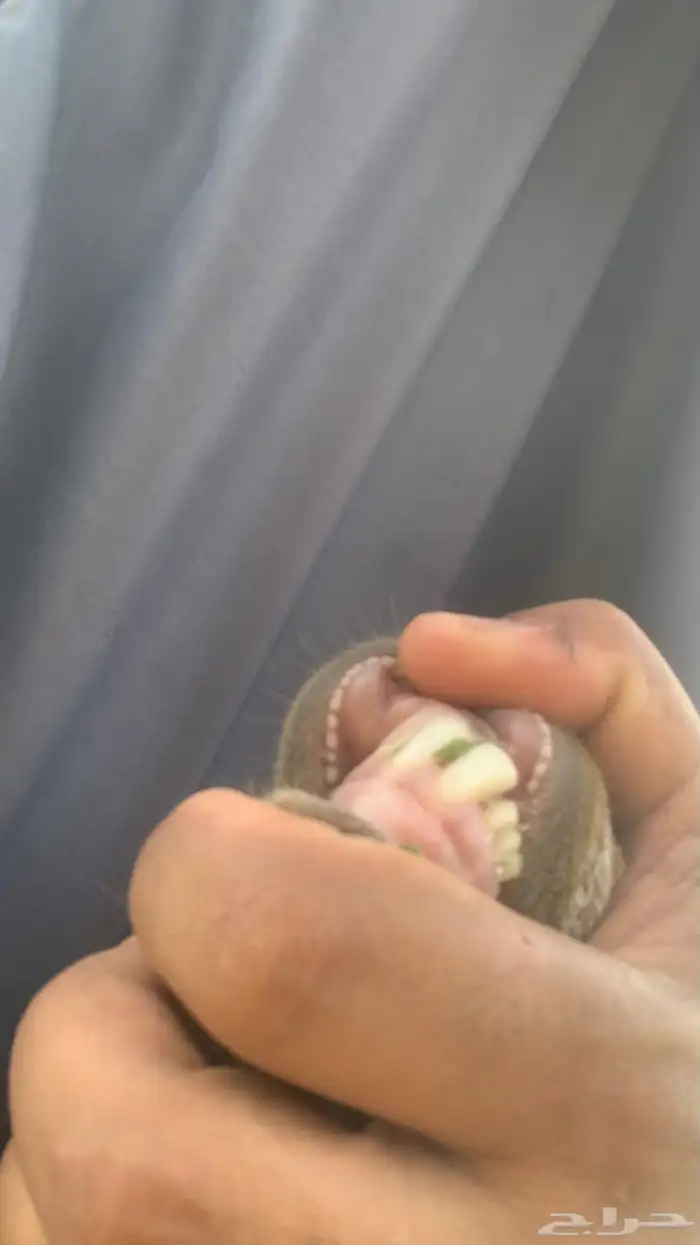 جفار جروم دفيع شرط 2