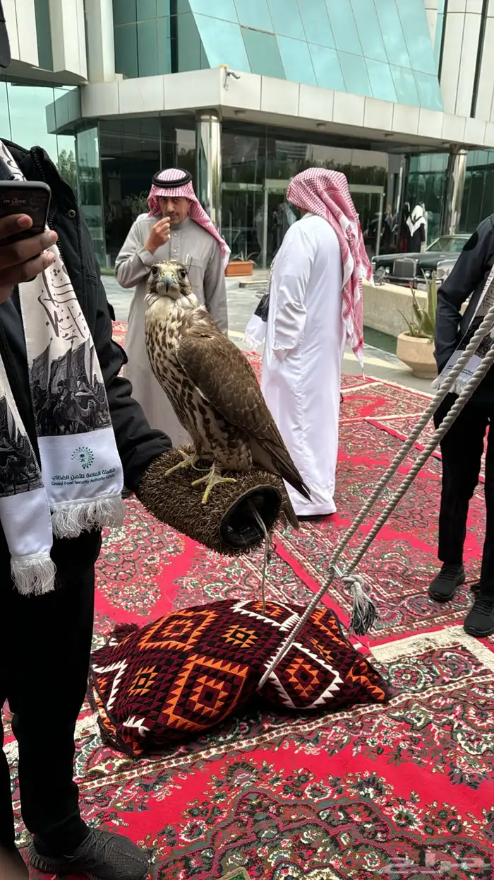 صقور للايجار والايفنتات والاحتفالات 0