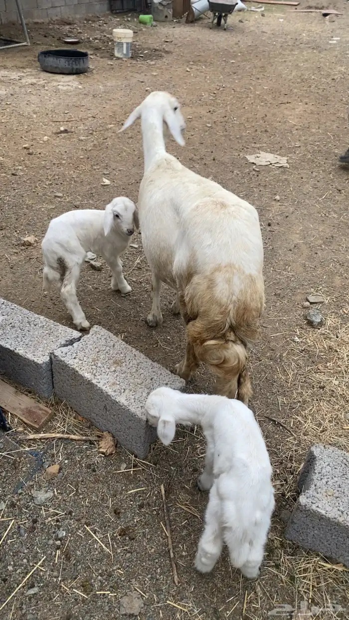 نعجة حري معها توؤم ذكور 3