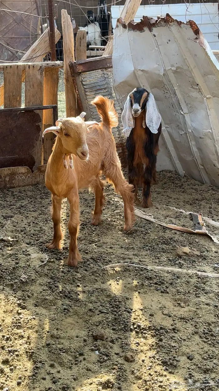جفار العدد 2 صحه شرط ظهوره طيبه للعمر 3 شهور ونص 2