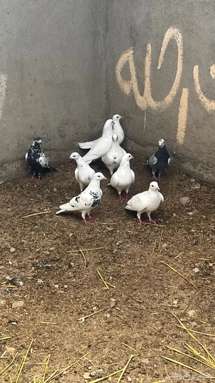 حمام للبيع مشكل 0