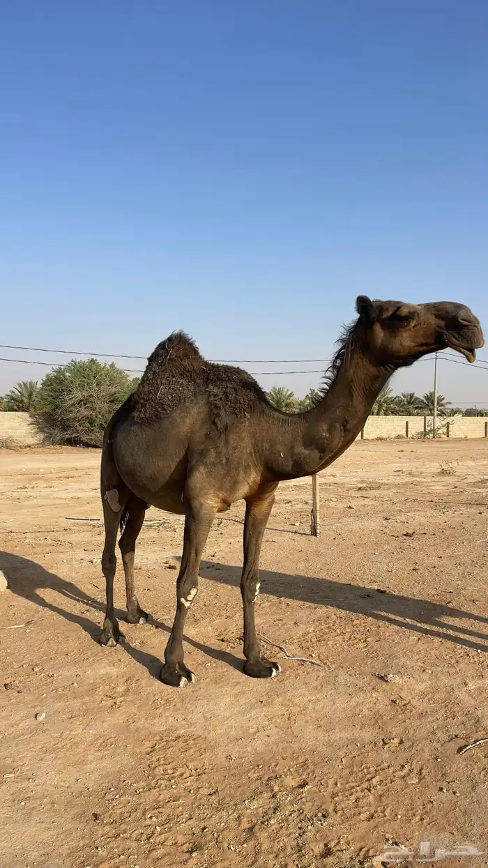للبيع ناقة مجهم 6