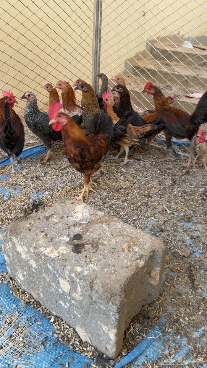 دجاج بلدي 1
