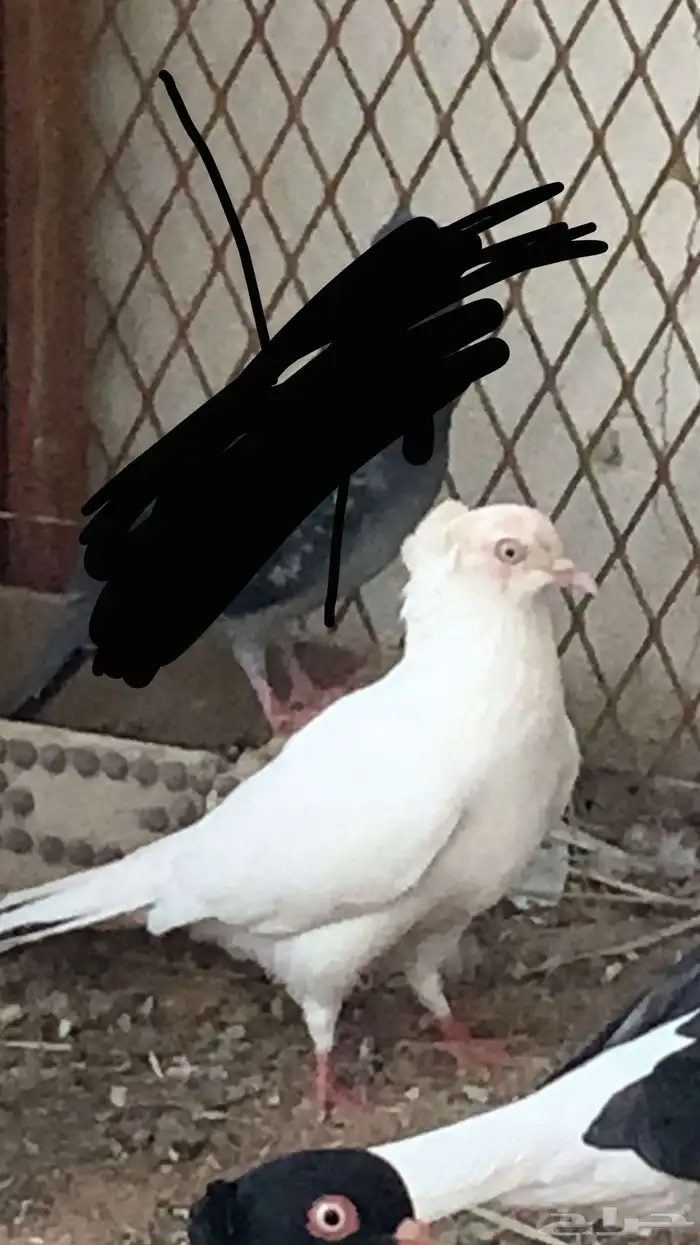 حمام 10