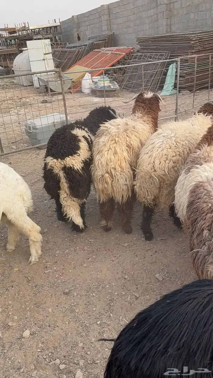طليان نعيم كناور جذعان 16