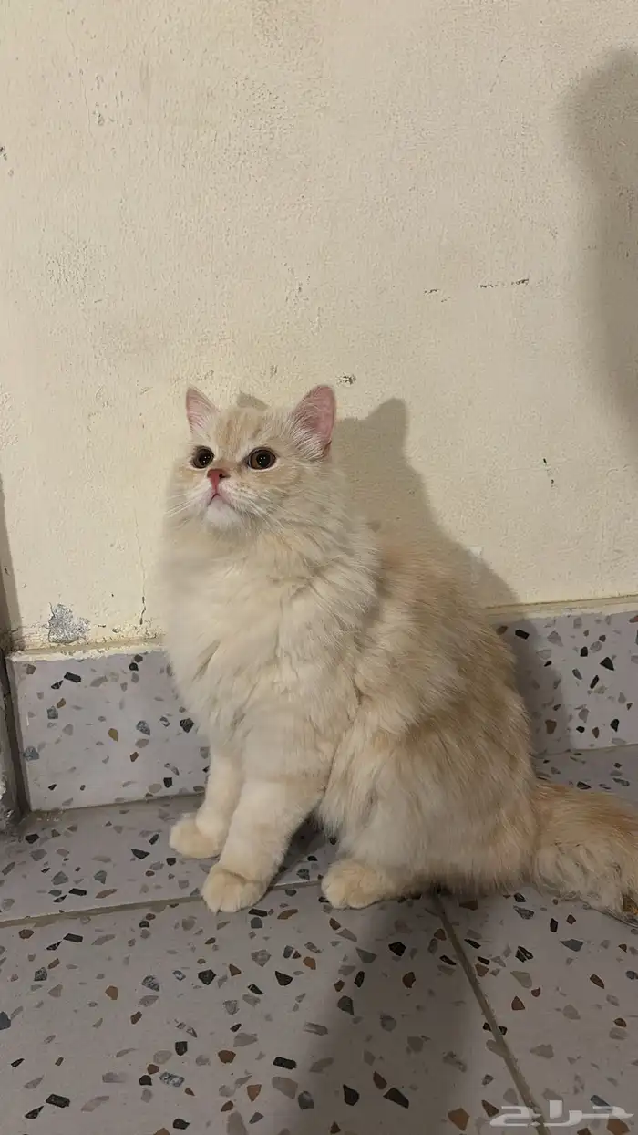 قط لتبني عمره9شهور مع اغراضه 8