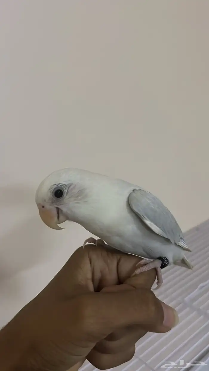 عصفور روز أليف 0