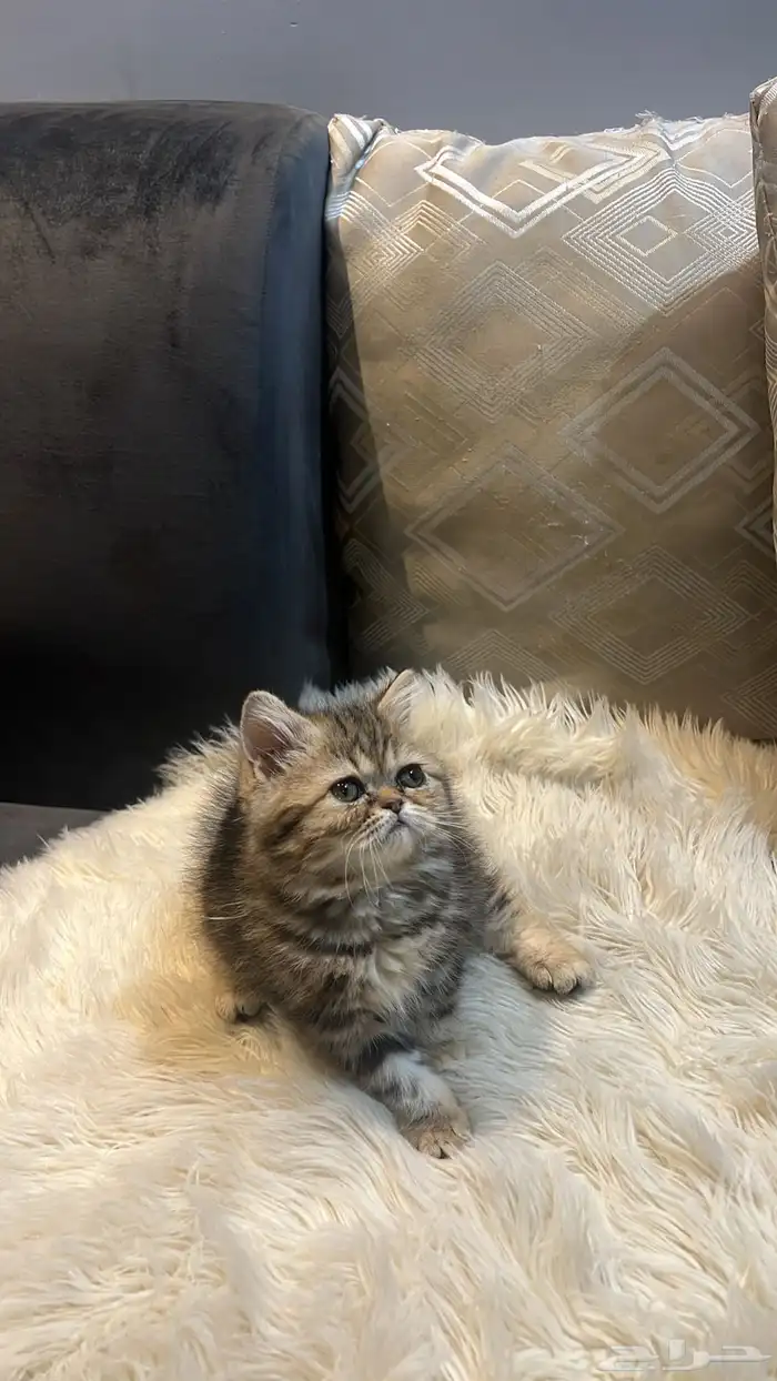 قطوه صغيره برتش 3