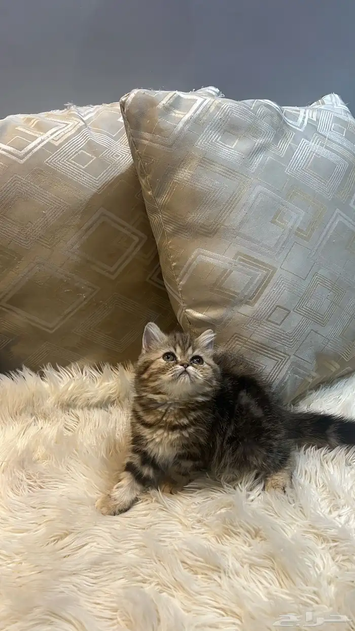 قطوه صغيره برتش 1