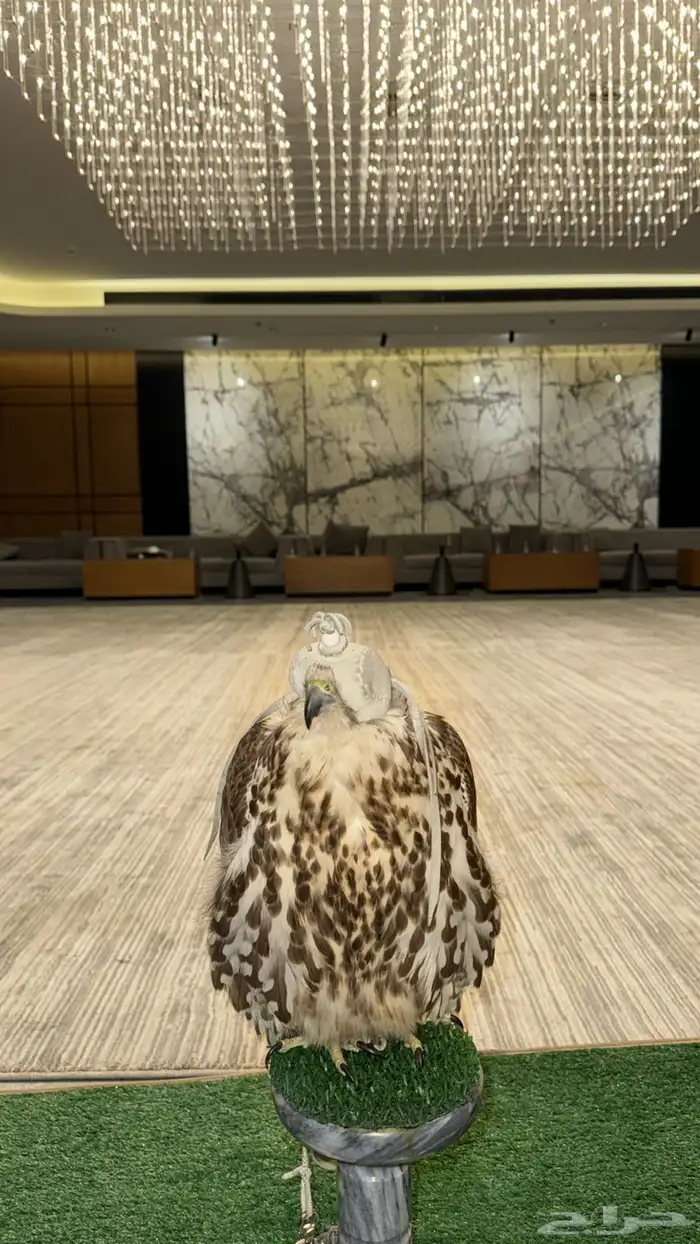 صقور للايجار والايفنتات والاحتفالات 2