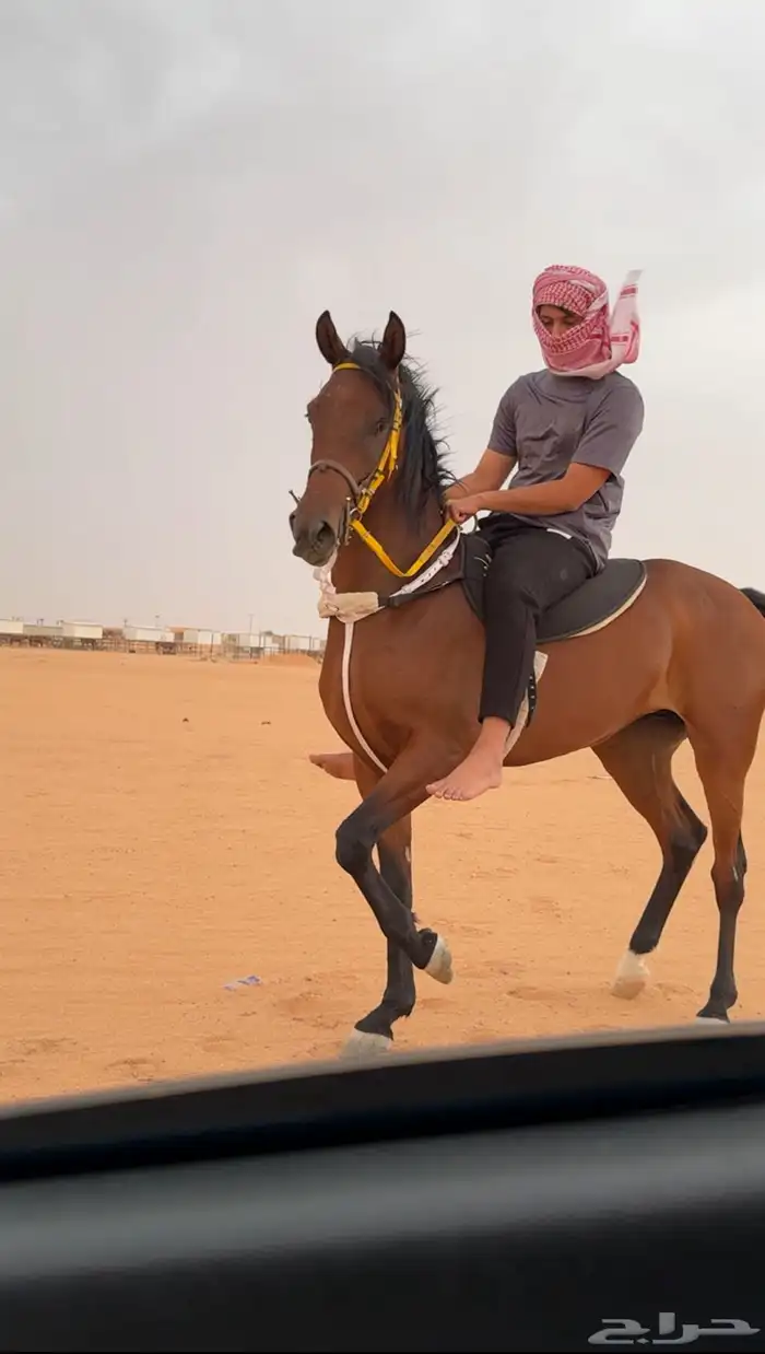 خيل 2