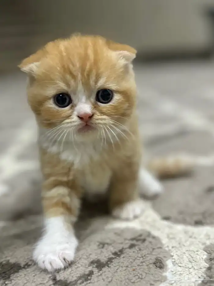 قطط سكوتش 14
