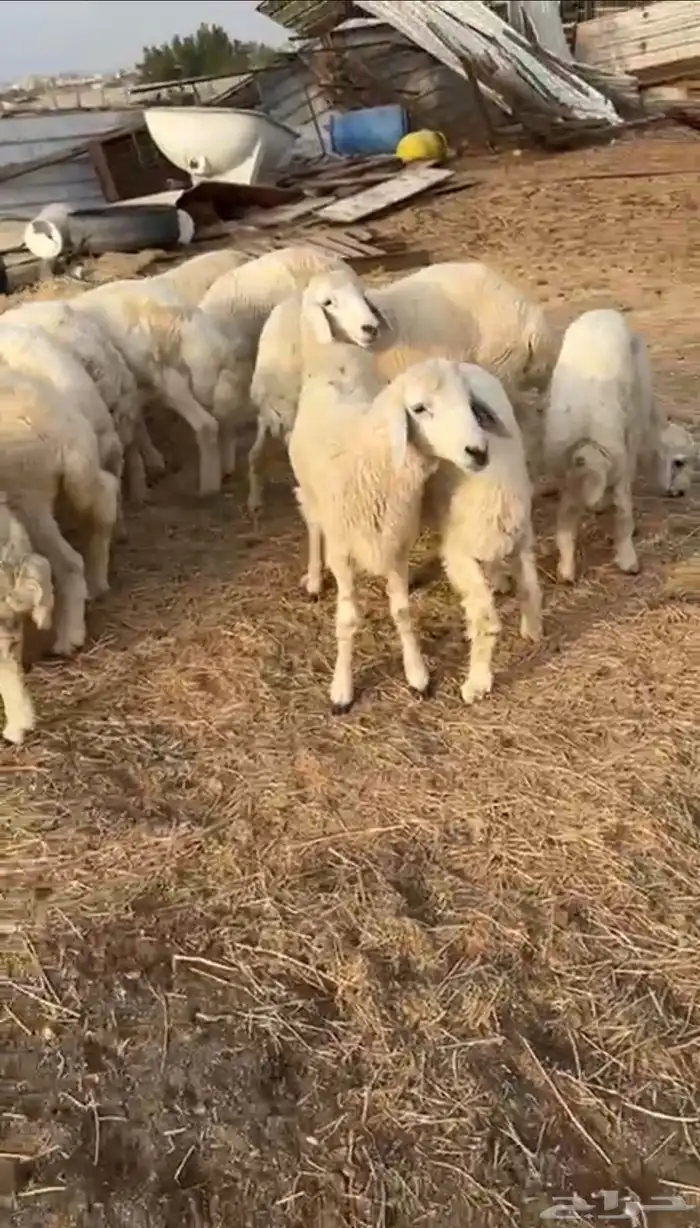 طليان ورخال العدد 19 2