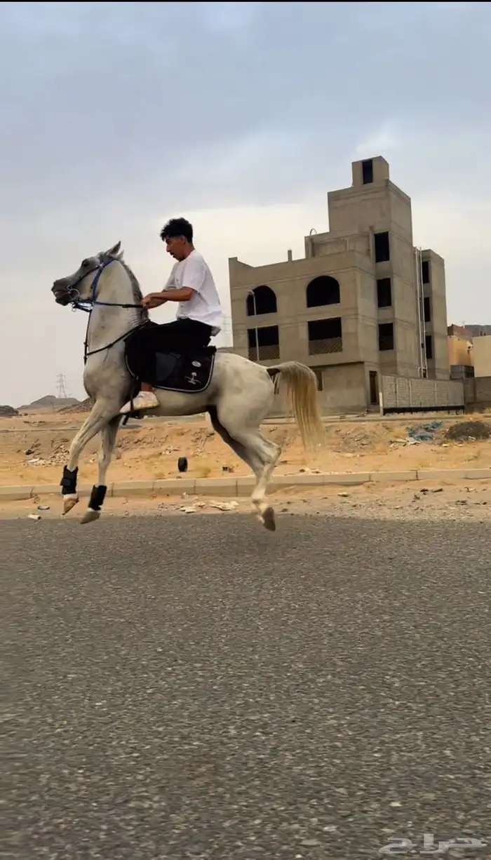 خيل شعبي حفيد ورد الريان ركوب طربب 3