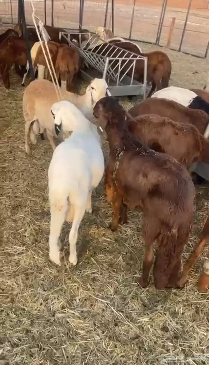 خرفان سواكني 6