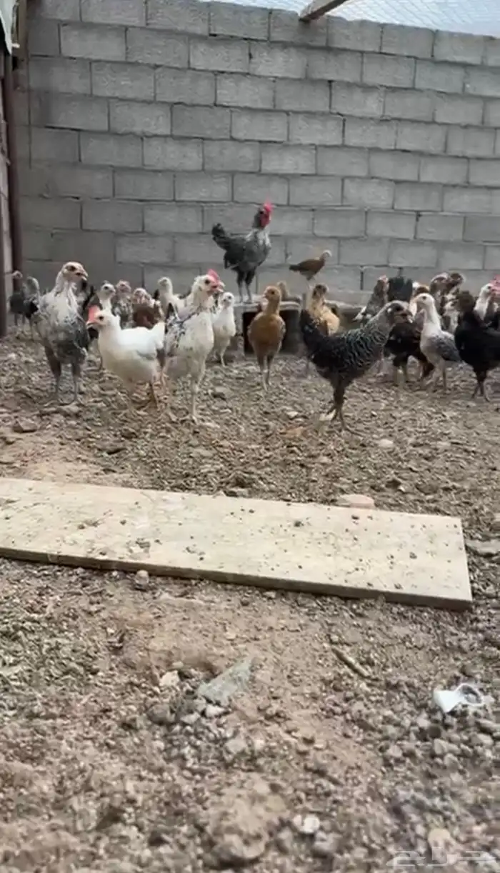دجاج بلدي 0