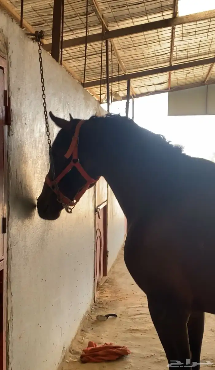 حصان شعبي لا يجي الا الصامل 1