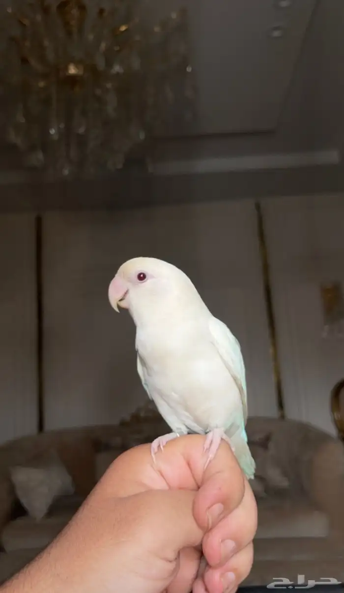 ببغاء روز اليف مع الاطفال 0
