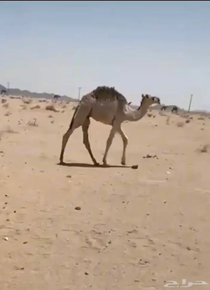 حيران ومفاريد طيبه 4