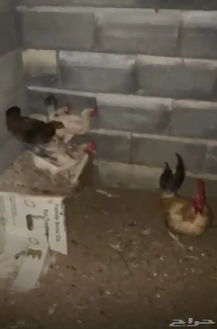 دجاج بلدي 1