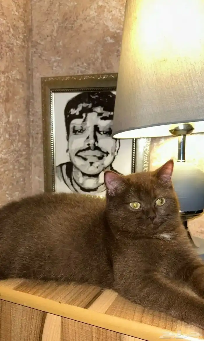 سكوتش ستريت باي كلر 1