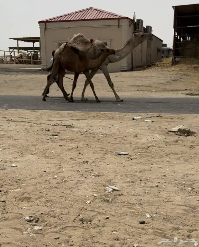 للبيع ثلاث خلفات الكفووو 0