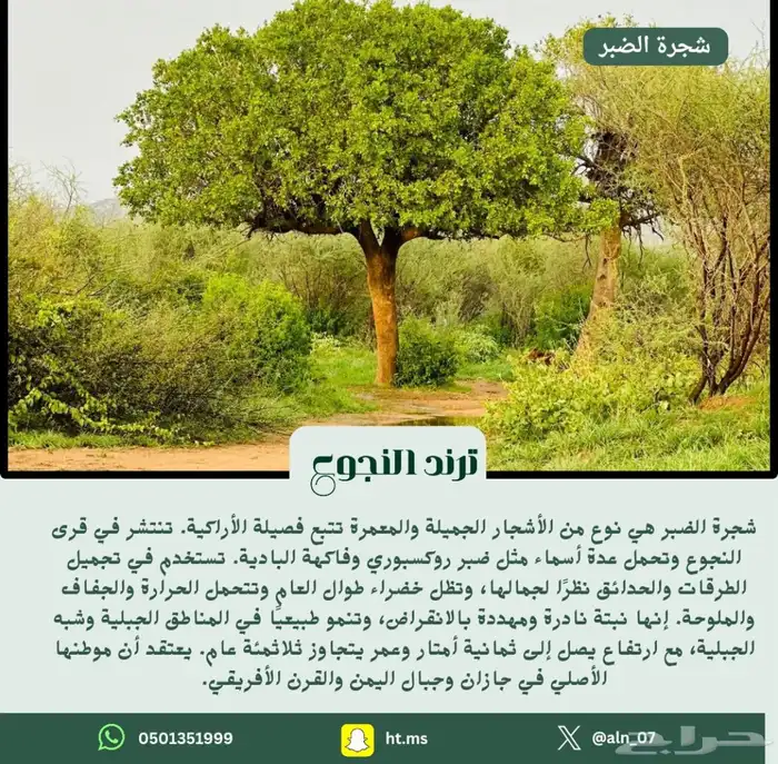 بذور شجرة الضبر 1