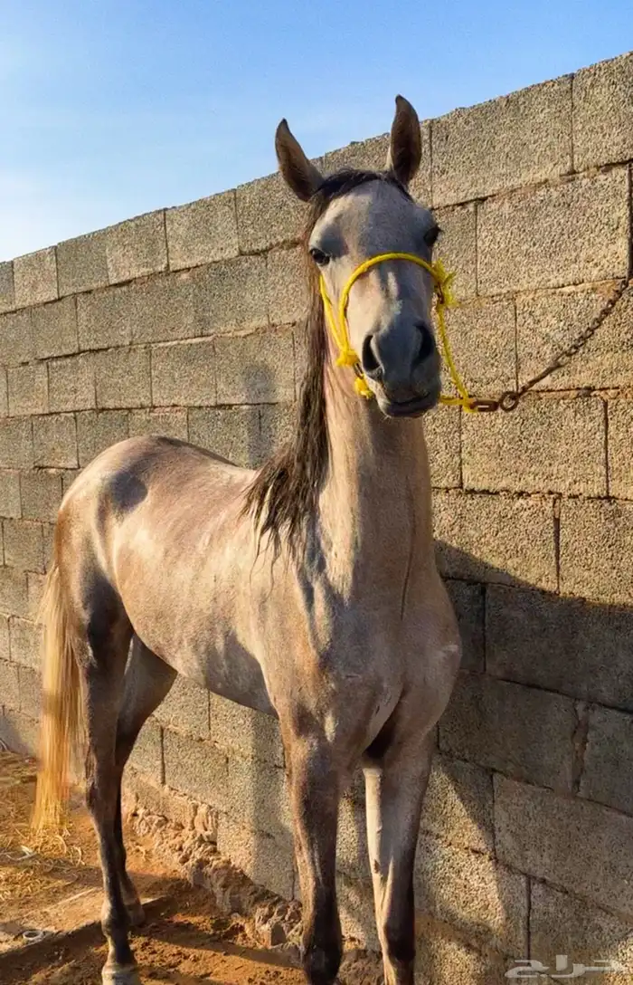 فرس مهرة بنت نصر الشقب 0