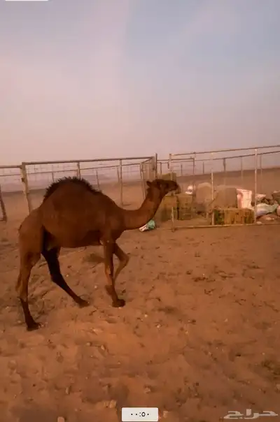 قعودمشروع فحل للبيع 0