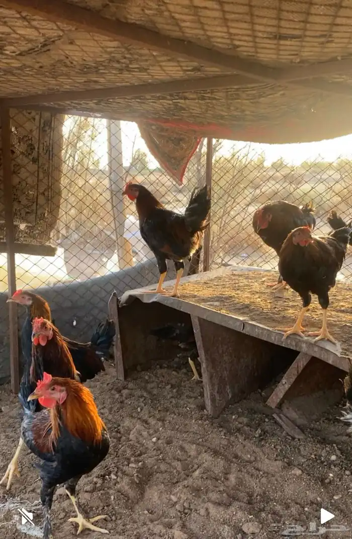 ديكه عربيه اصليه 0