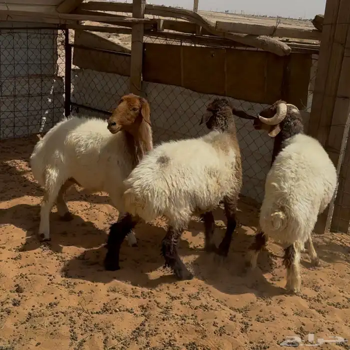 غنم نعيم ( تم البيع ) 0