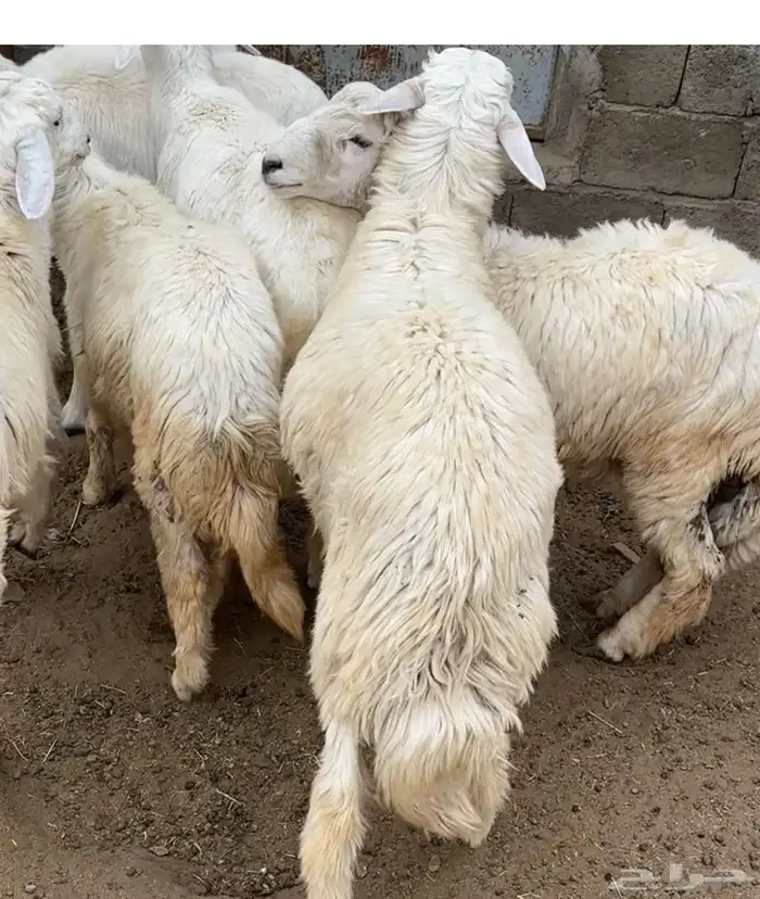 احد رفيدة الفرعين 4