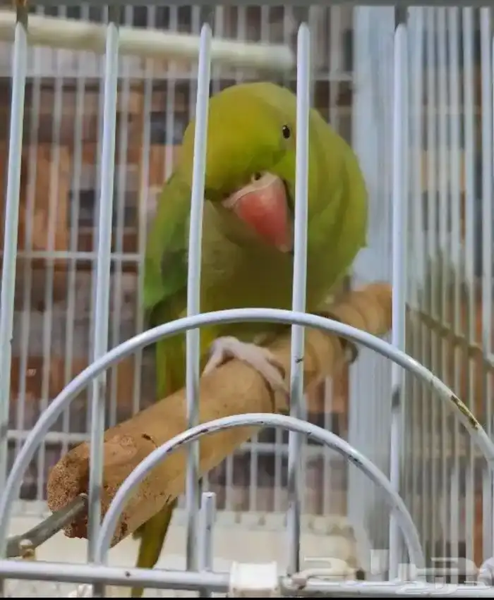 دره هنديه 2