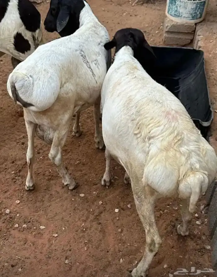 برابر وسواكن مرابي 92
