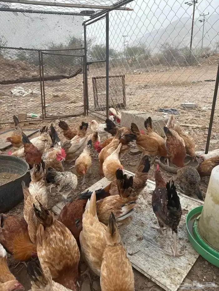 نعرض لكم دجاج بلدي عمر 4 شهور 1