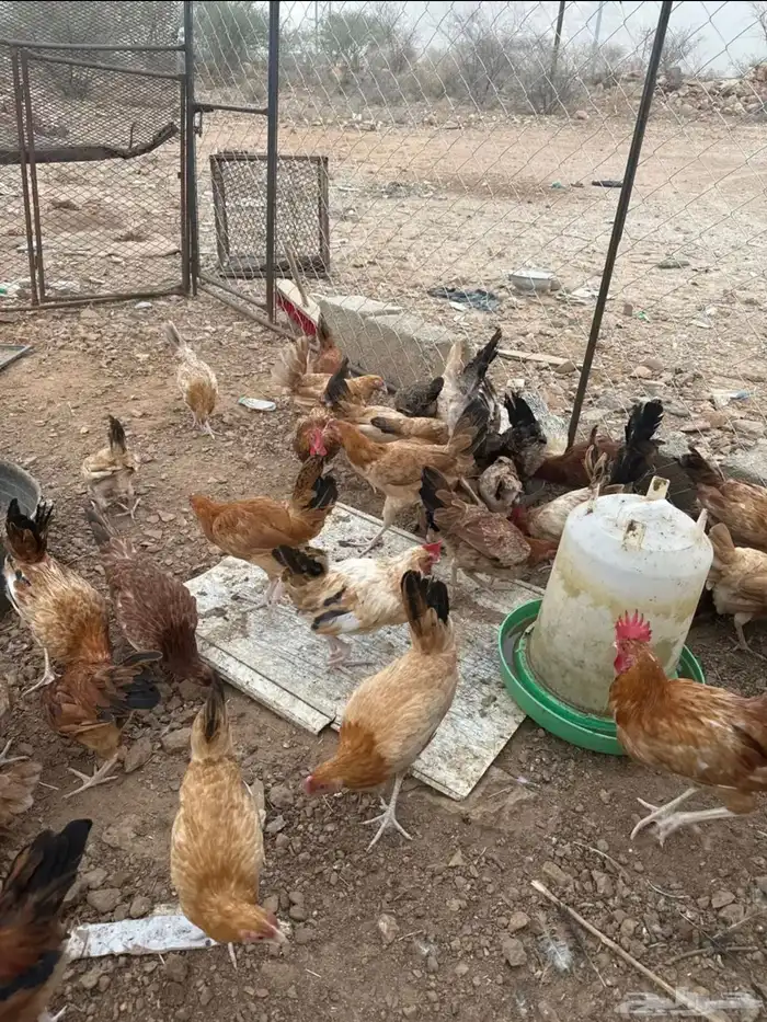 نعرض لكم دجاج بلدي عمر 4 شهور 0