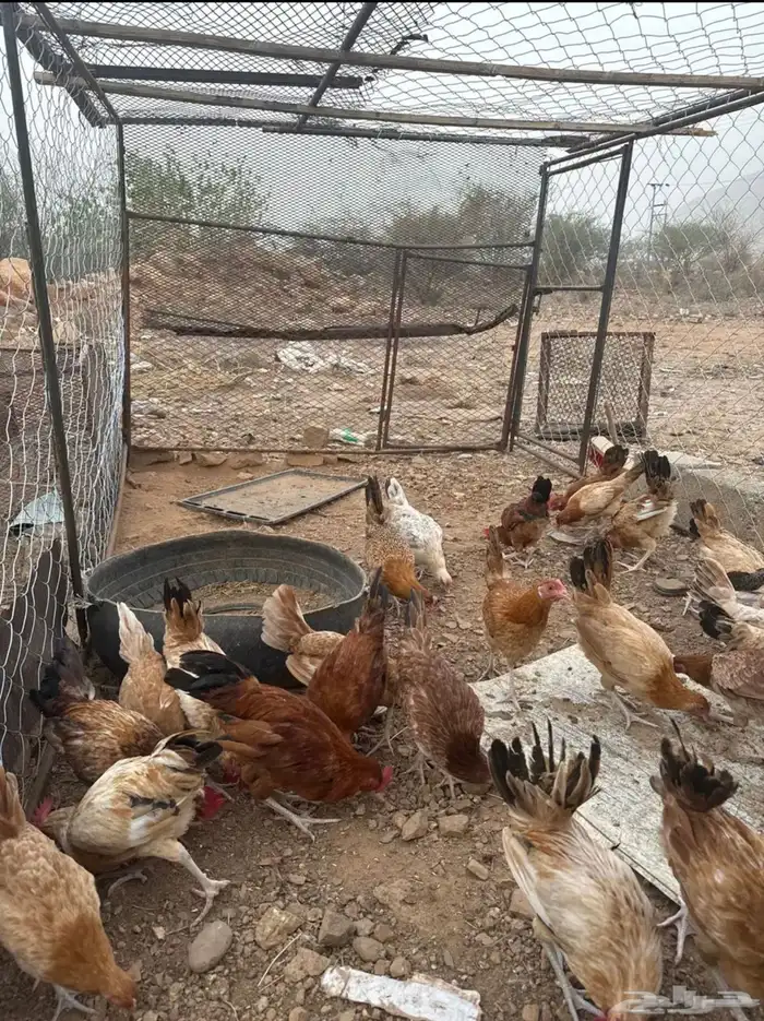 نعرض لكم دجاج بلدي عمر 4 شهور 3