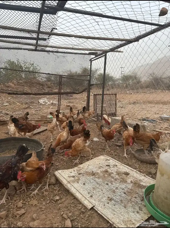نعرض لكم دجاج بلدي عمر 4 شهور 2