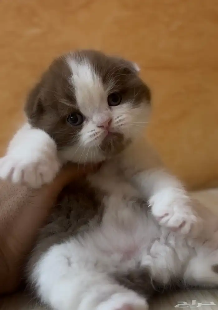 سكوتش فولد سينامون بايكلر تم الحجز 0