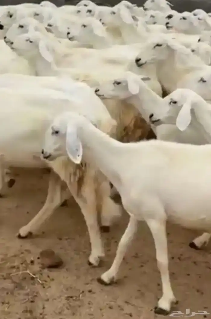 مطلوب غنم الي عليها قل ضمه وعلافه 0