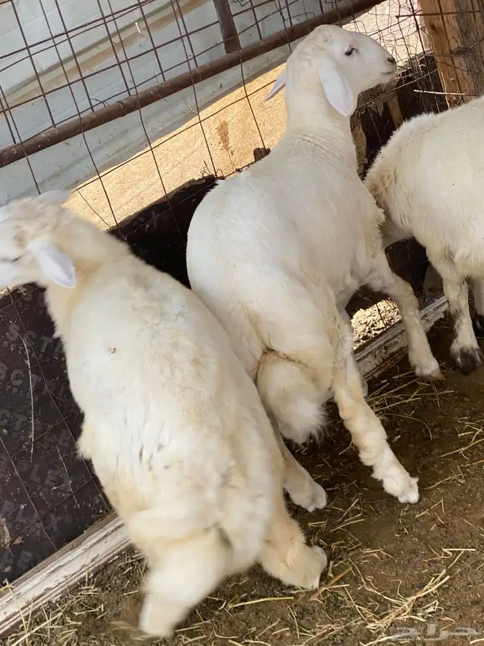 3 حريات للبيع تربيه مواليد الشبك 0