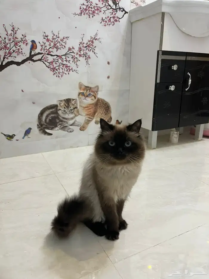 قطط 0